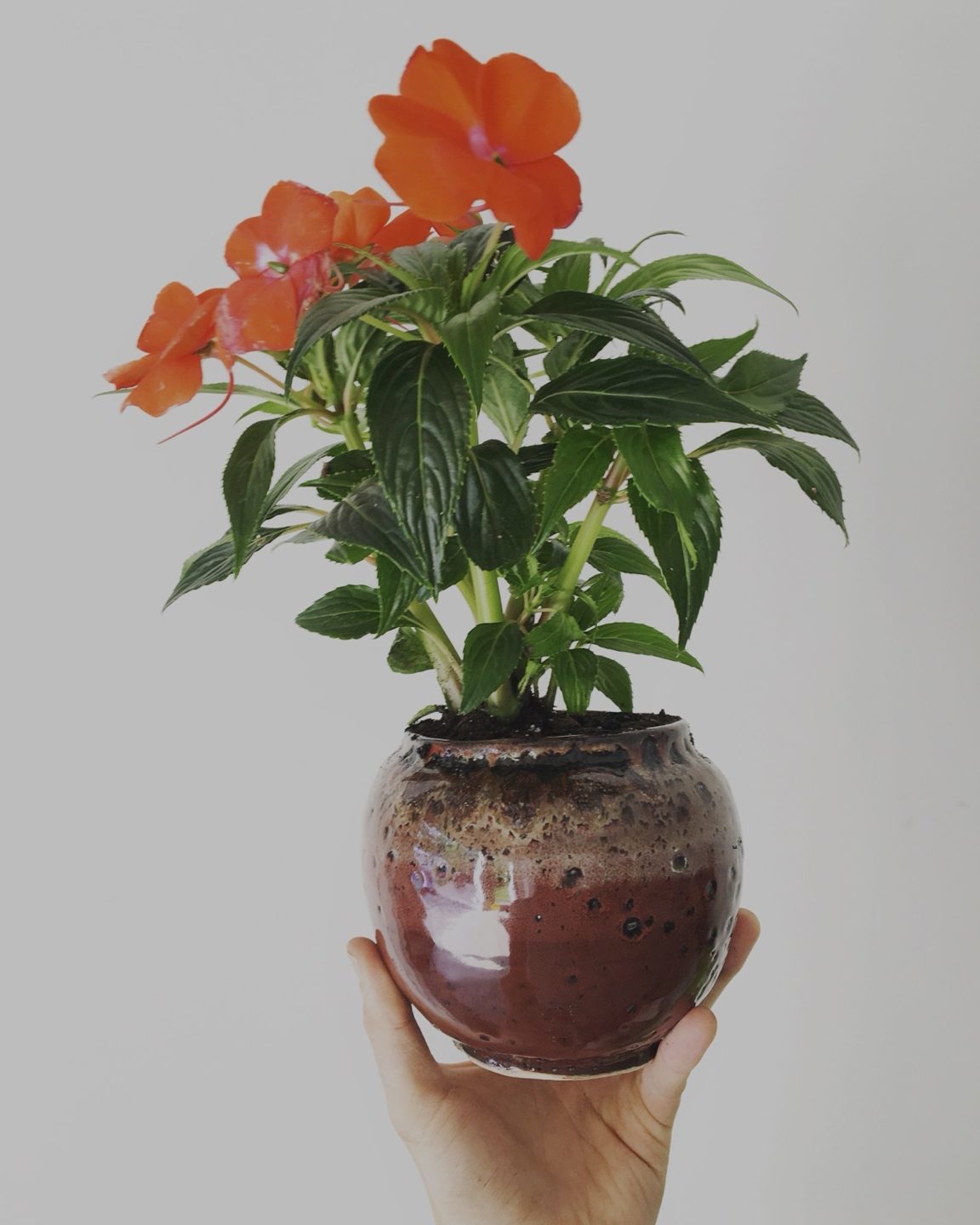 Orange impatiens in an oxblood glazed round pot
