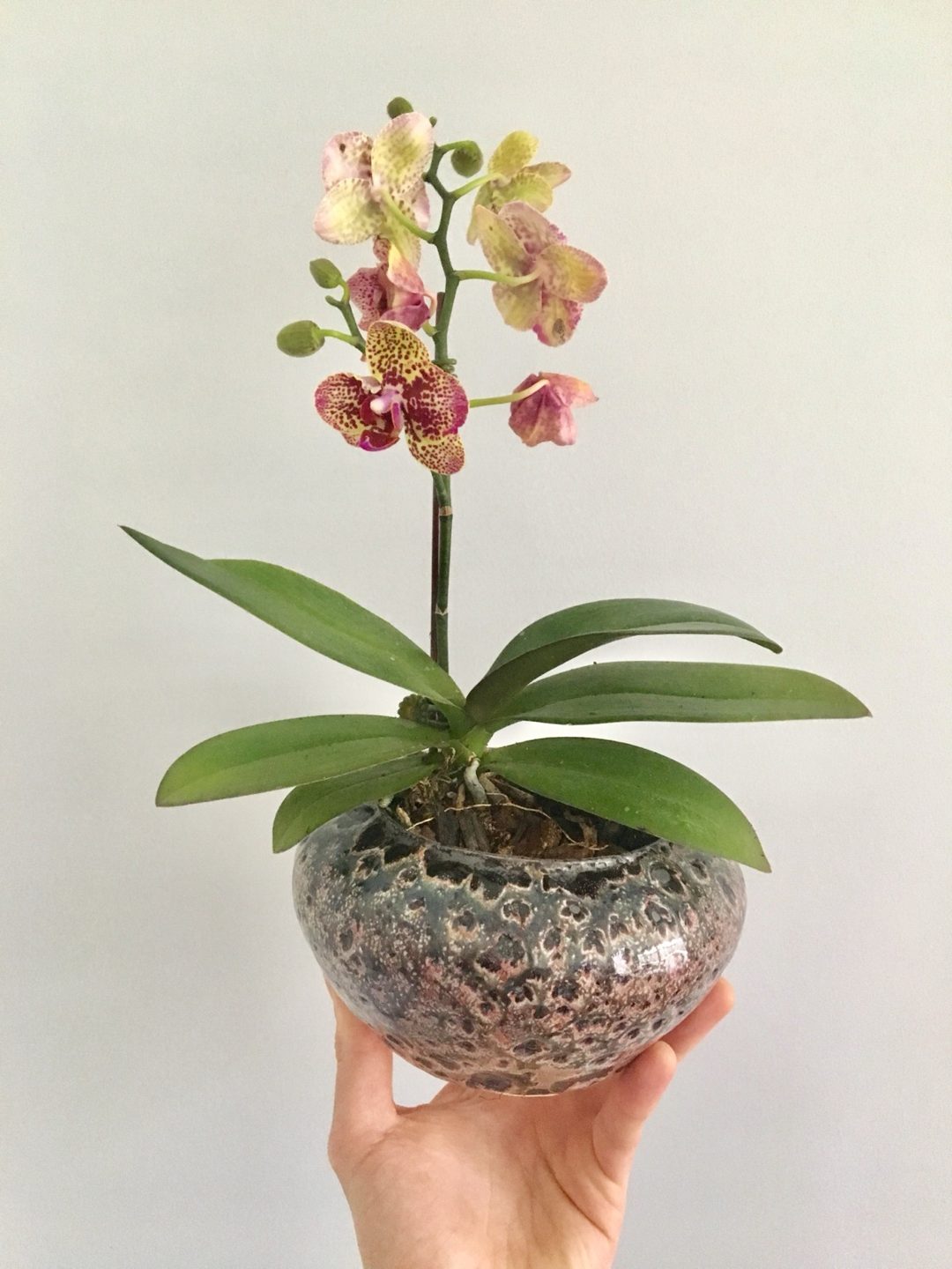 Mini orchid in a mottled dark glazed bowl