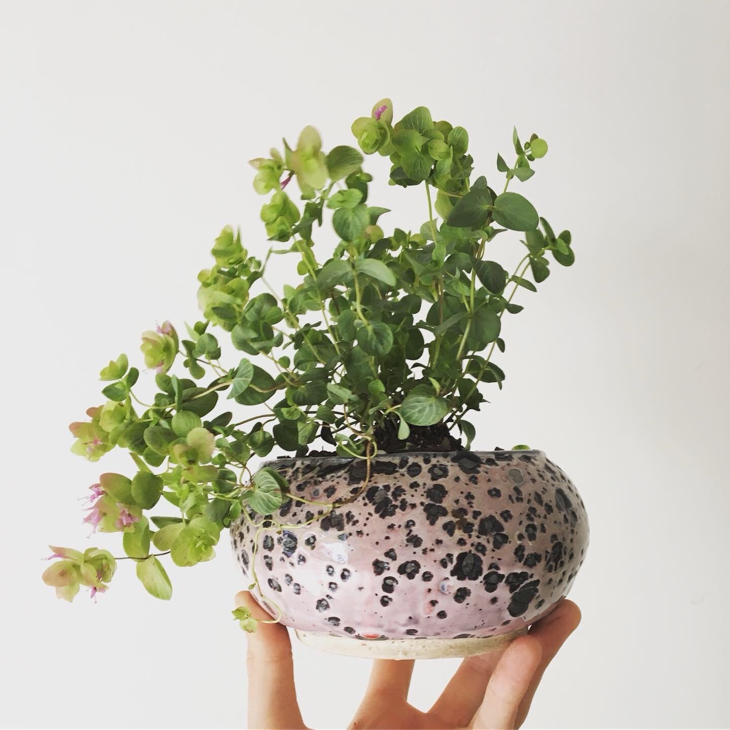 Ornamental oregano in a pink bowl with black speckles