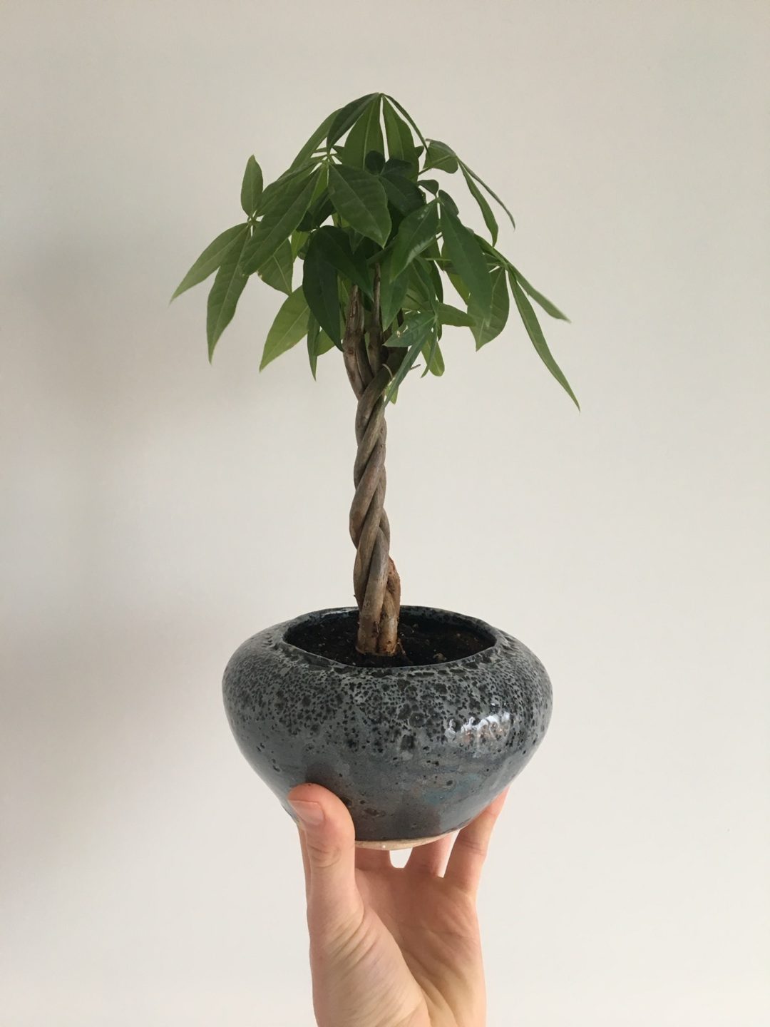 Braided money tree in a speckled grey bowl