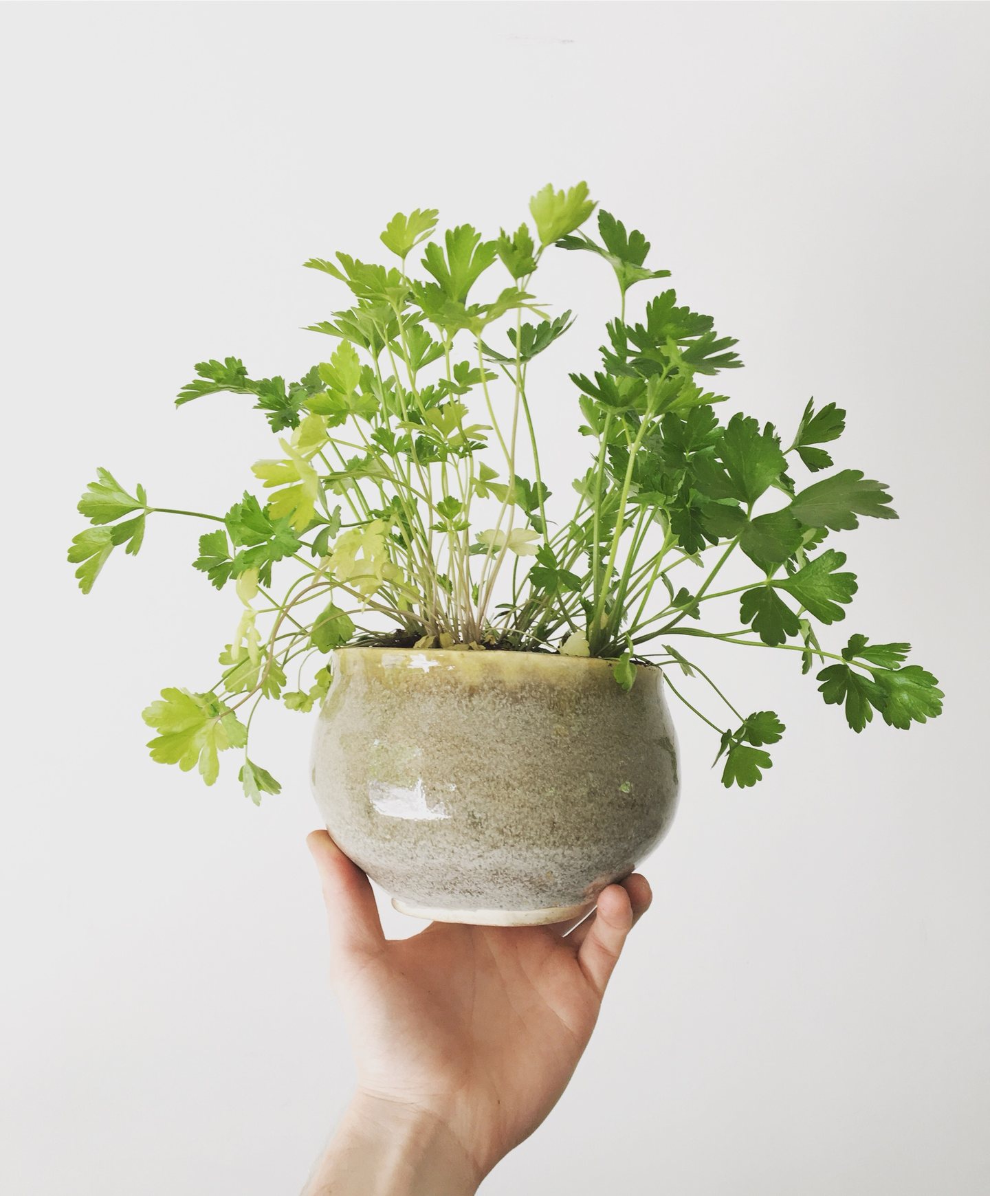 Parsley in a speckled celadon planter