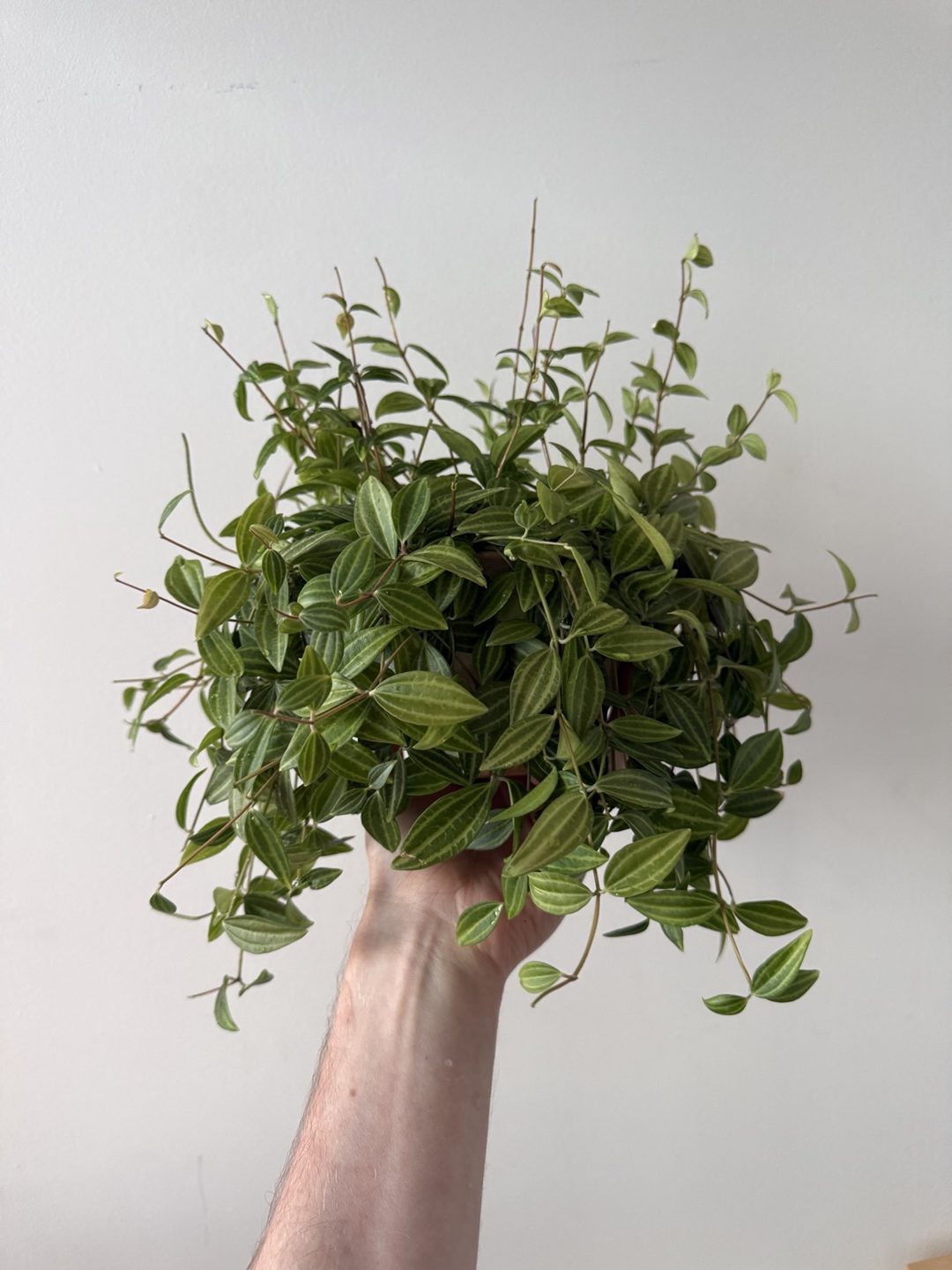 Trailing peperomia held up against a white wall